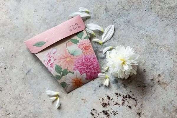 Dahlia Gift Of Seeds