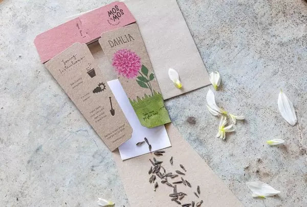 Dahlia Gift Of Seeds