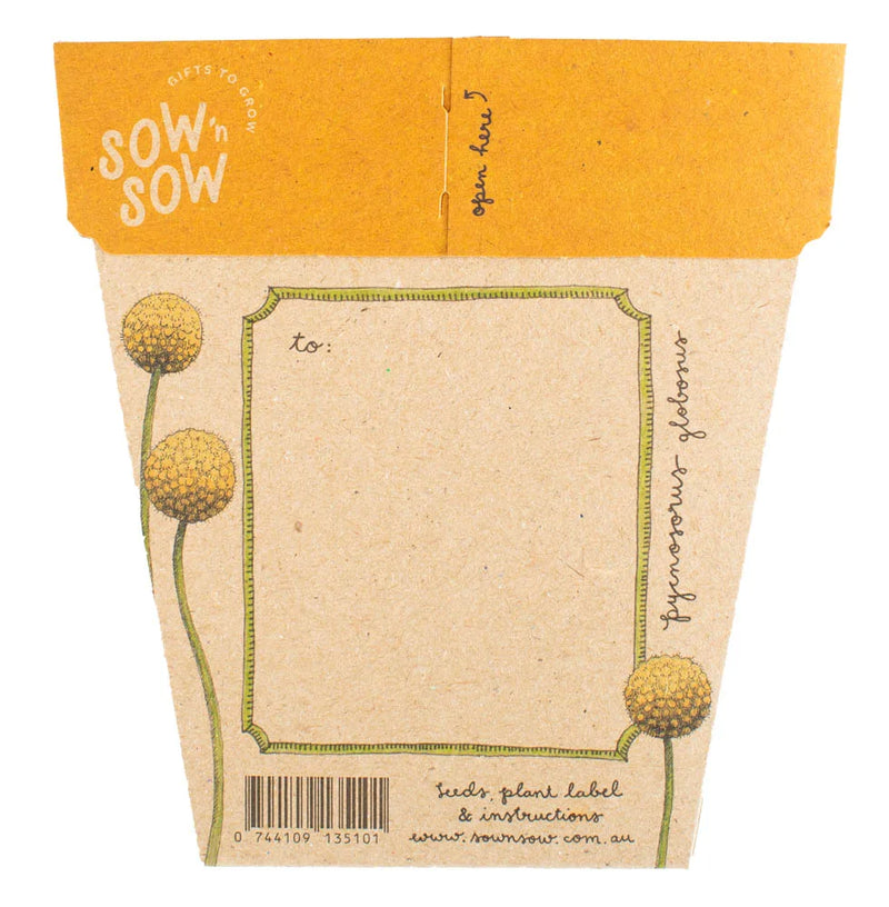 Billy Buttons Gift Of Seeds