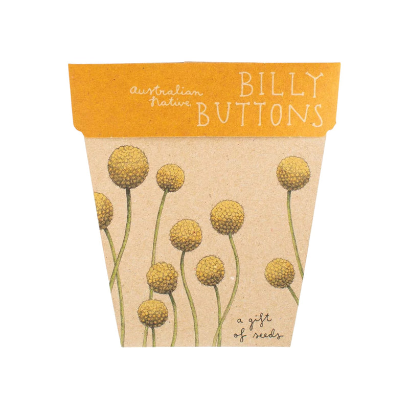 Billy Buttons Gift Of Seeds