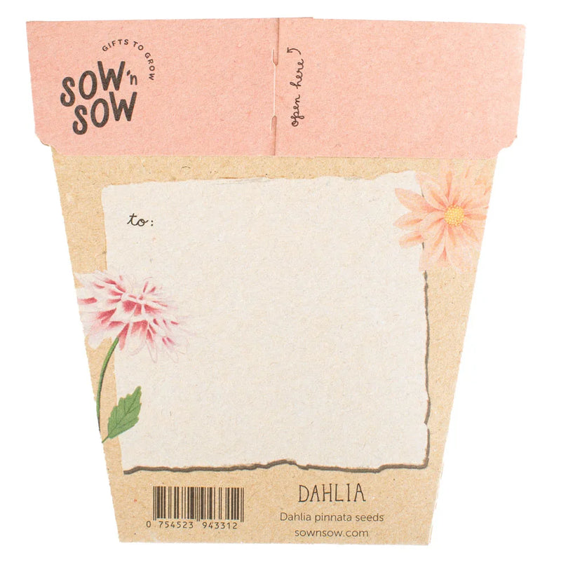 Dahlia Gift Of Seeds