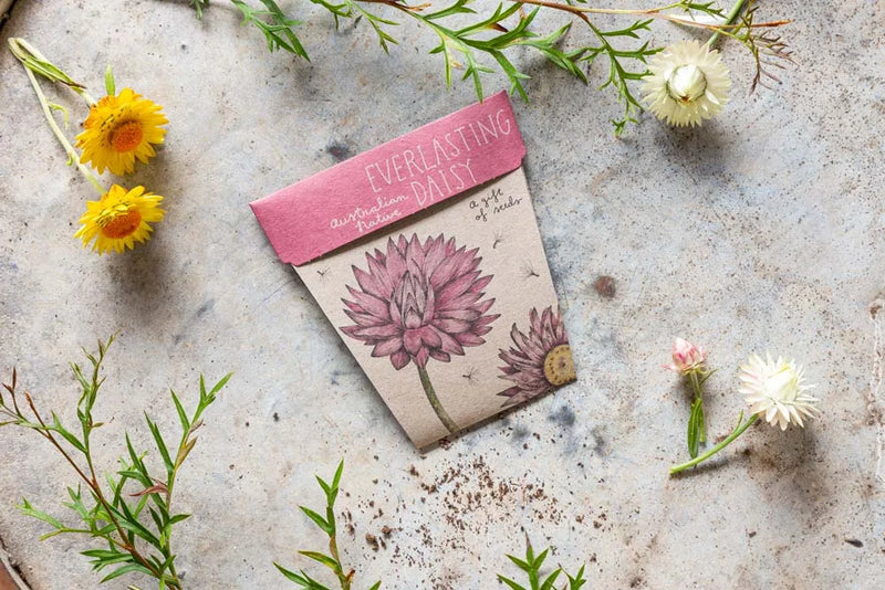 Everlasting Daisy Gift Of Seeds