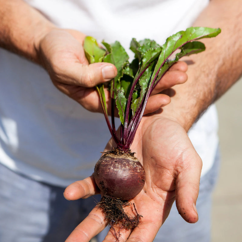 grow beetroot at home seeds