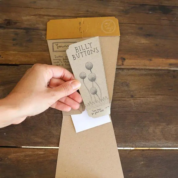 Billy Button Inbox Billy Buttons Gift Of Seeds – My Country Escape