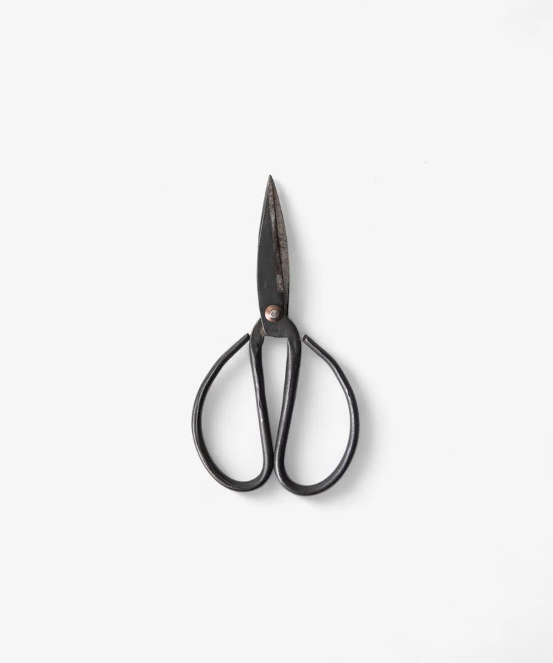 Medium black iron herb scissors on white background