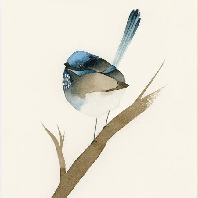 Blue Fairy Wren