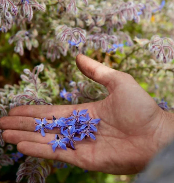 borage blue flower seeds