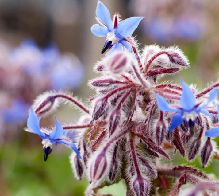 Borage seeds