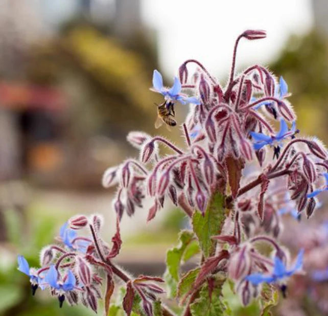 Borage ‘Common’ Heirloom Seeds | Flowering Herb Seeds