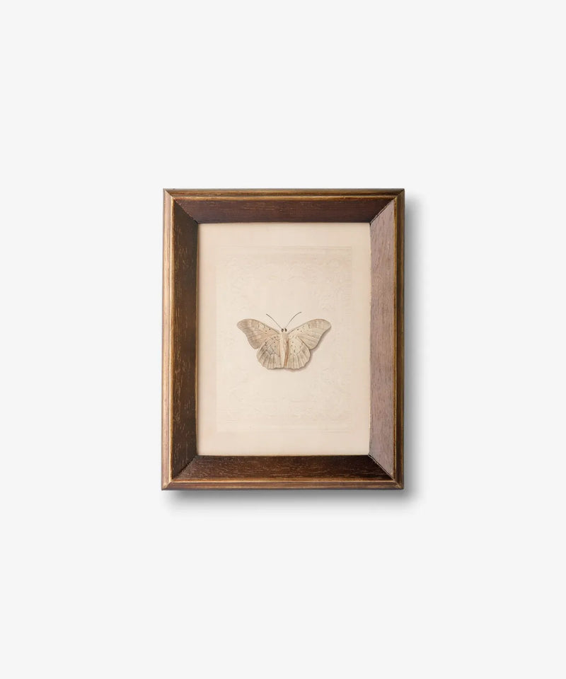 Framed butterfly study wall art featuring a vintage-style butterfly illustration with rich natural tones.