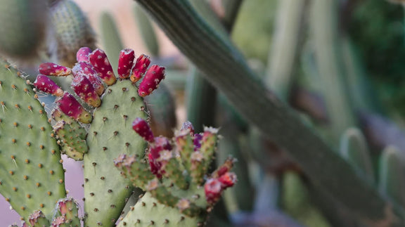 Canungra Scenic Rim inspired soy candle with fresh floral cactus blossom fragrance.