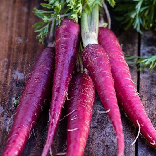 purple carrots - grown from seeds