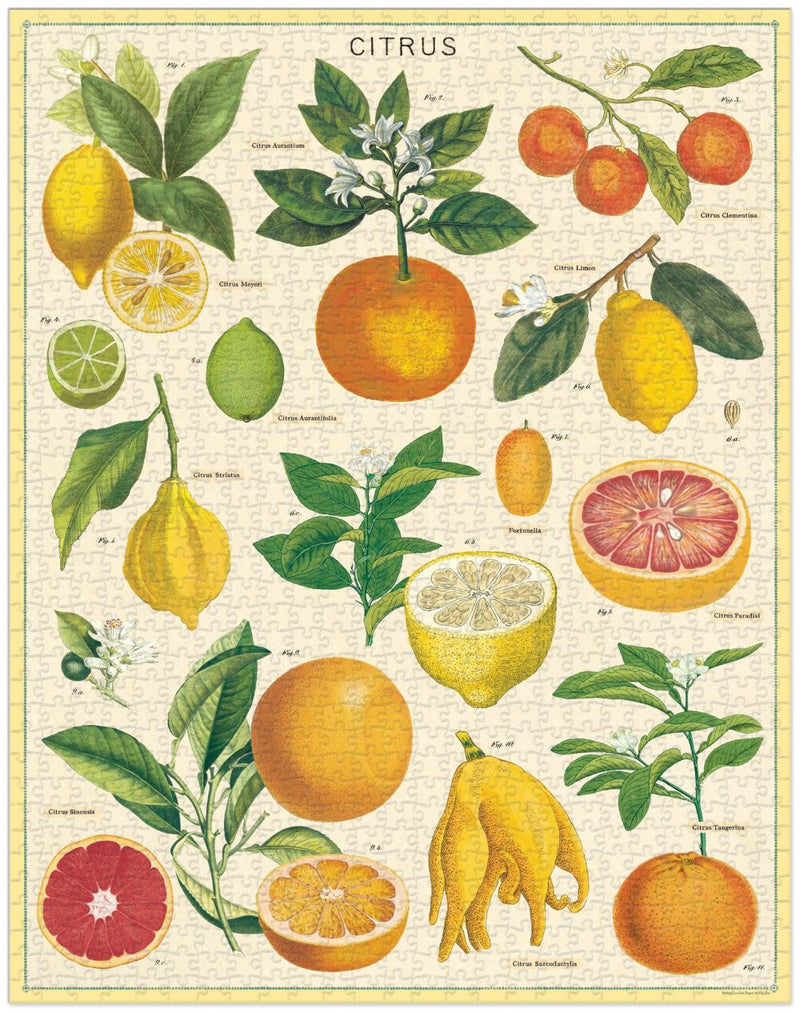 Cavallini & Co. vintage citrus jigsaw puzzle in a signature storage tube.