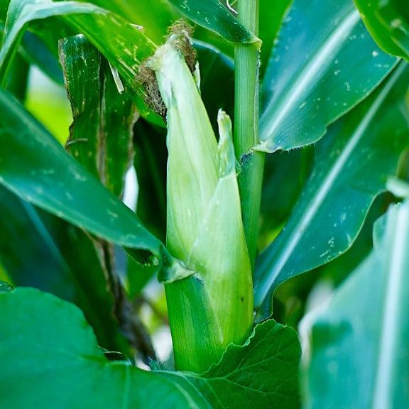 grow your own corn seeds