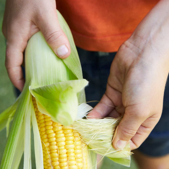 heirloom corn seeds australia