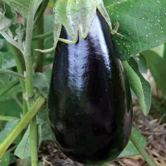 eggplant seeds vegetable garden