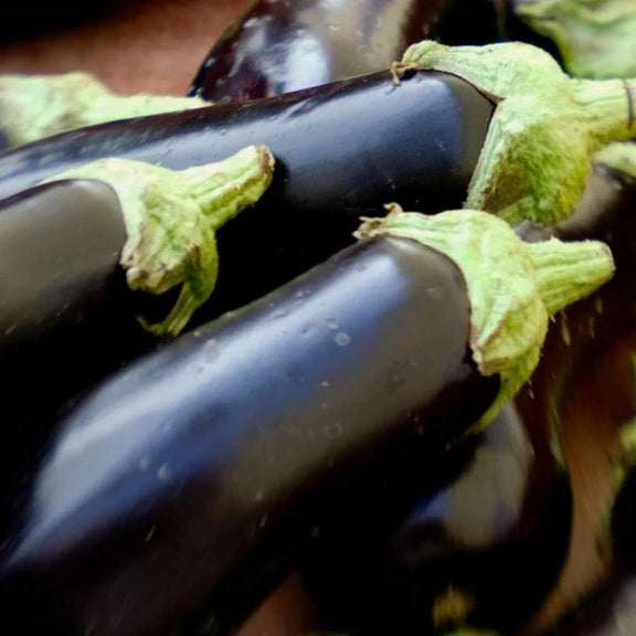 grow eggplant at home seeds