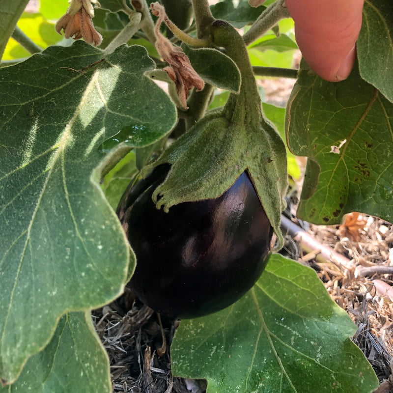 heirloom eggplant seeds