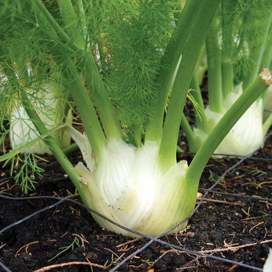 Fennel grown from heirloom seeds - Australia