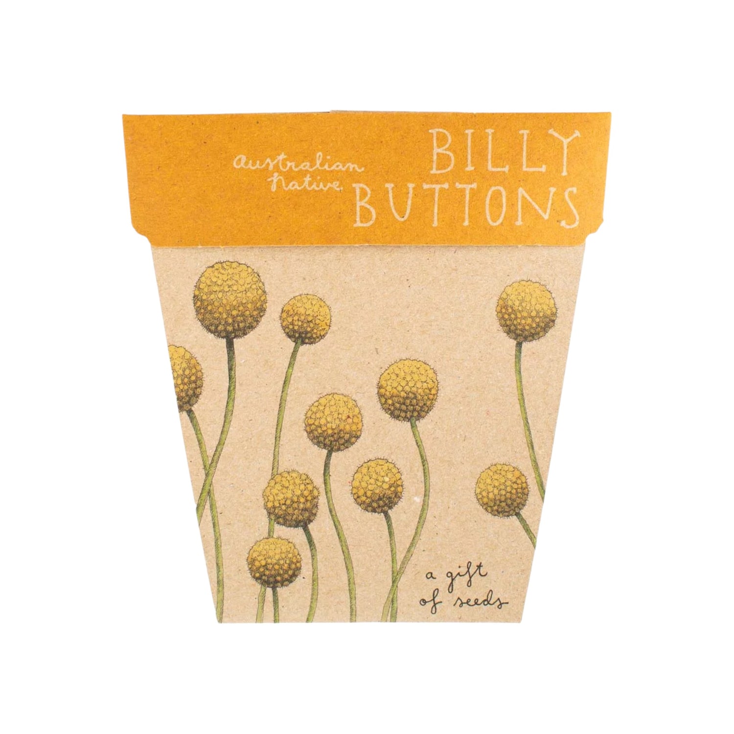 Billy Buttons Gift Of Seeds