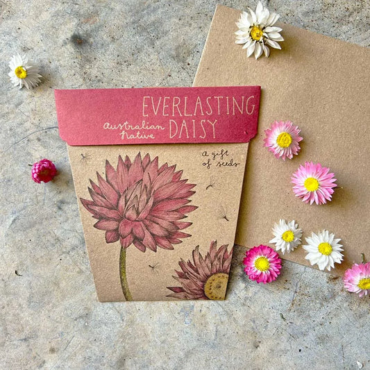 Everlasting Daisy Gift Of Seeds