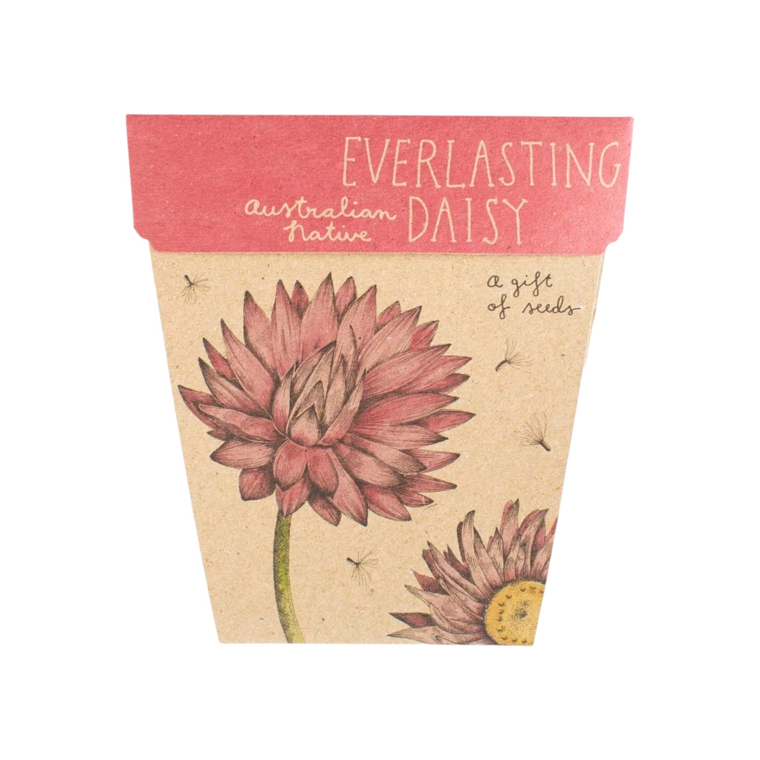 Everlasting Daisy Gift Of Seeds
