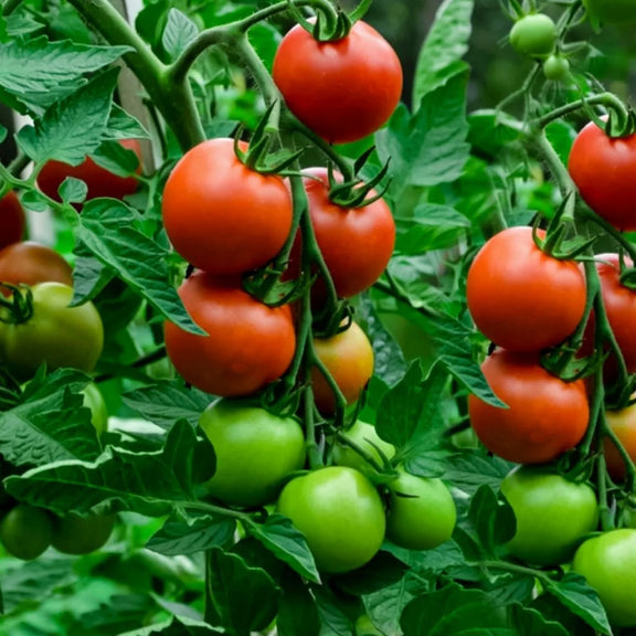 heirloom tomato large red seeds