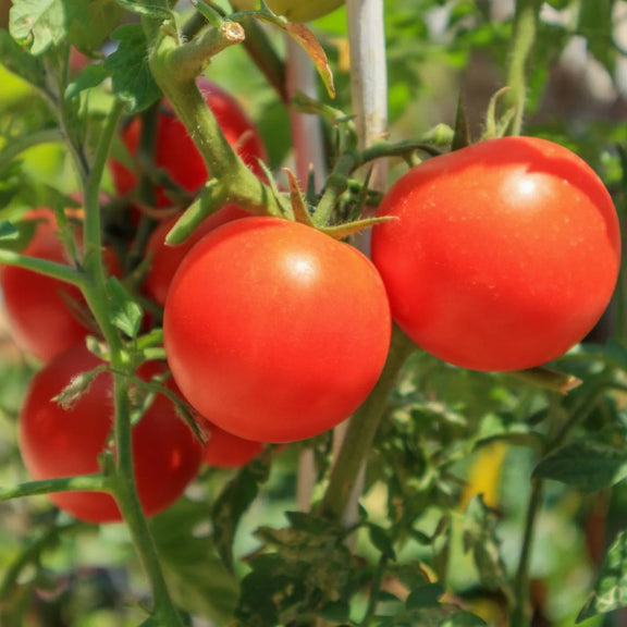 Australian grown tomatoes