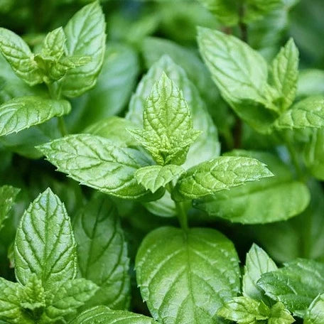 mint seeds herb garden