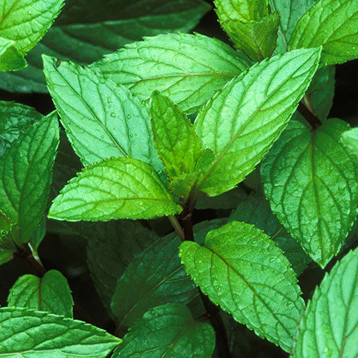 herb seeds peppermint mint