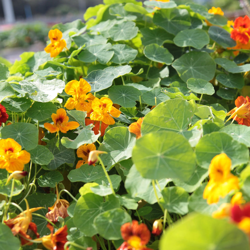 Nasturtium 'Double Jewel' Heirloom Seeds