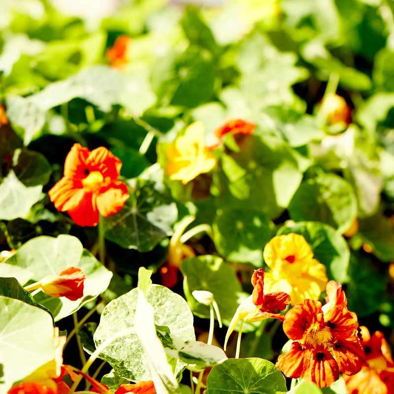 Nasturtium 'Double Jewel' Heirloom Seeds