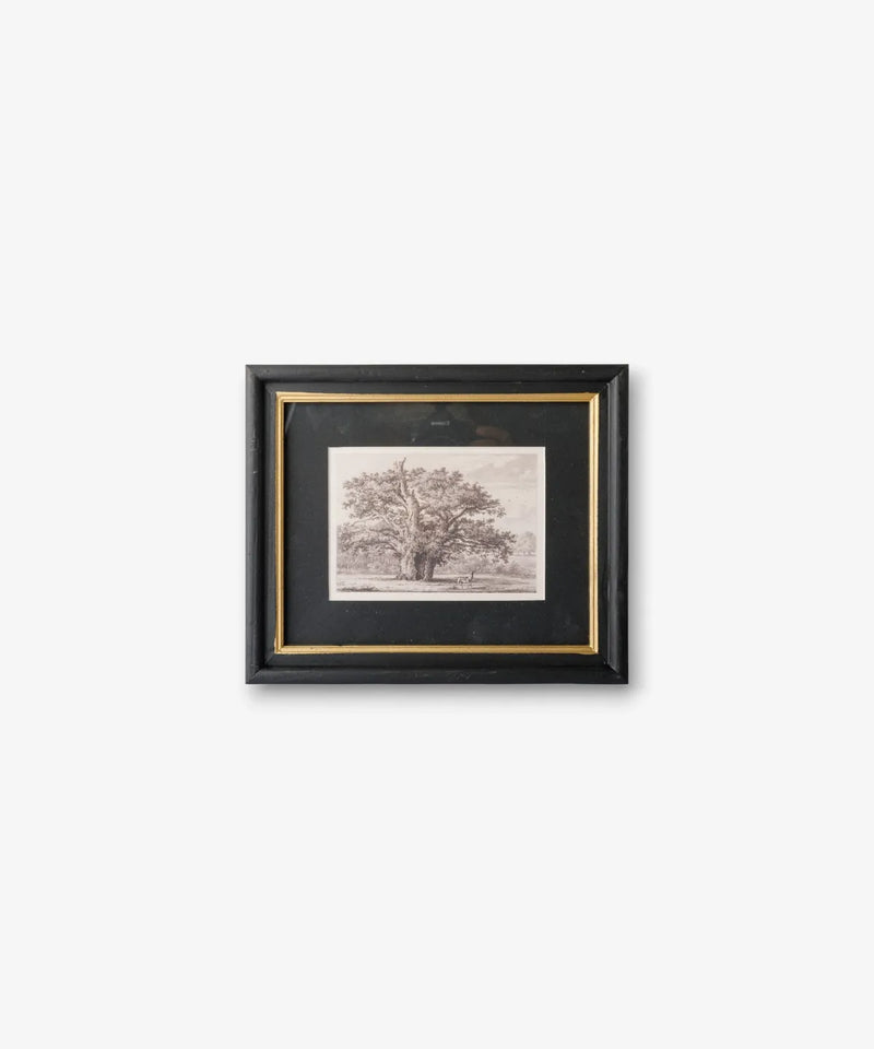 Oak Tree Pencil Wall Art featuring a vintage-inspired botanical illustration. Perfect for gallery walls, cosy spaces and timeless home styling.
