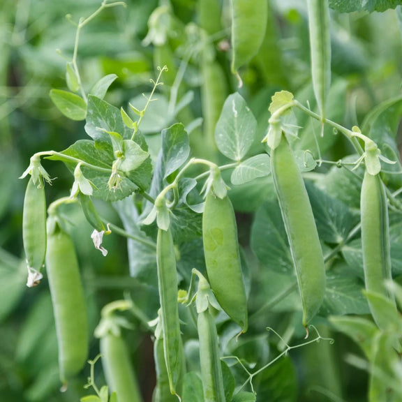 Green pea pods hanging from a pea plant with a blurred green background