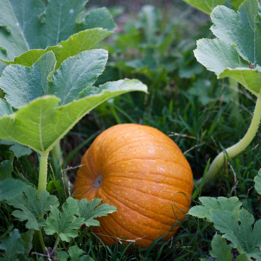 pumpkin seeds for vegetable garden