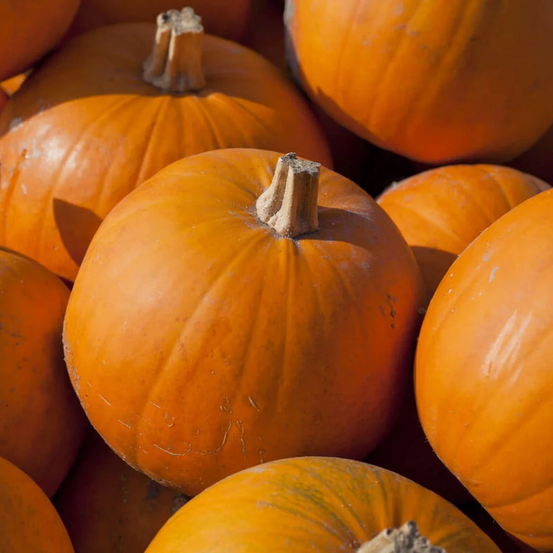 Close-up of a pile of orange pumpkins with a blurred background