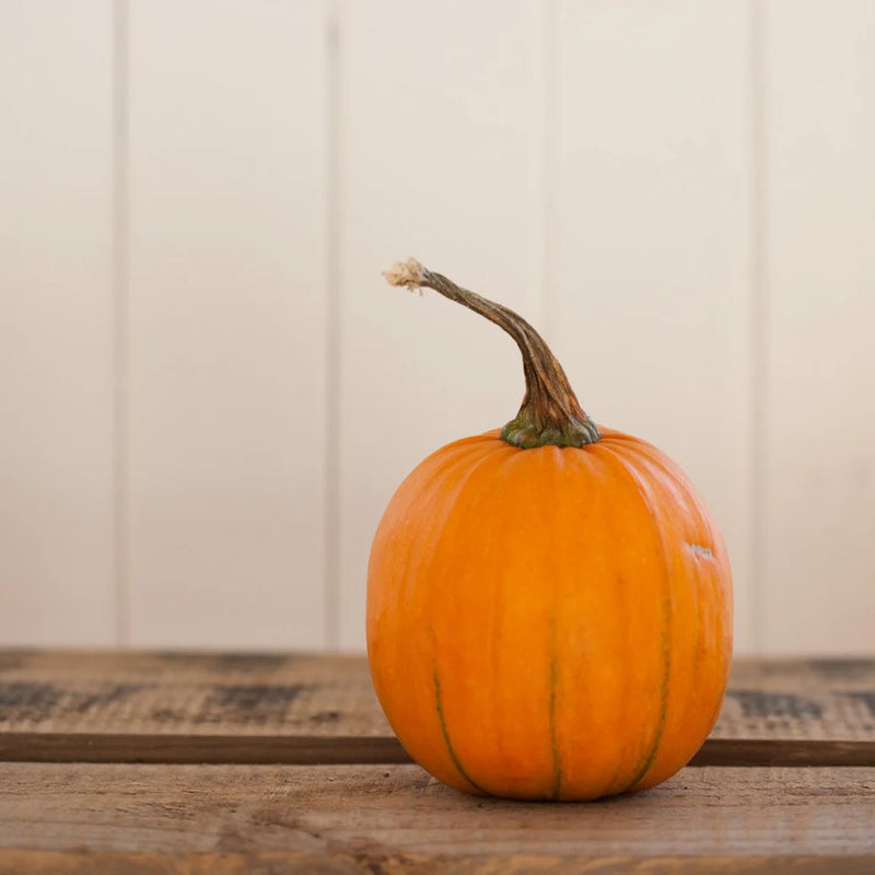 pumpkin grown from pumpkin seeds for vegetable garden