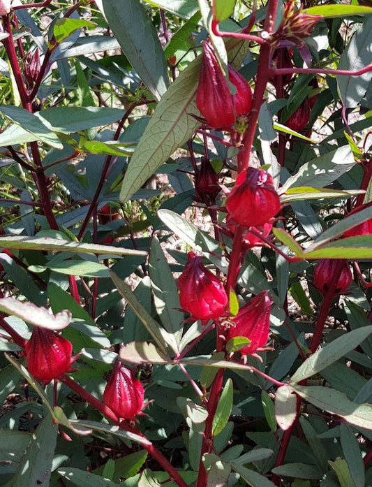 Rosella Jam 285g | Vanbery Jam Co