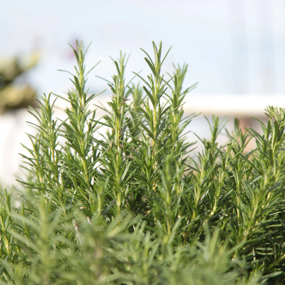 Rosemary grown from seeds