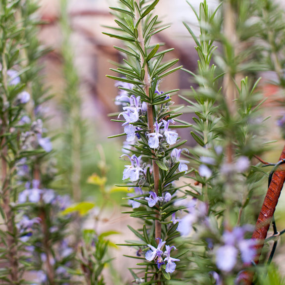 Australian grown rosemary with flowers 
