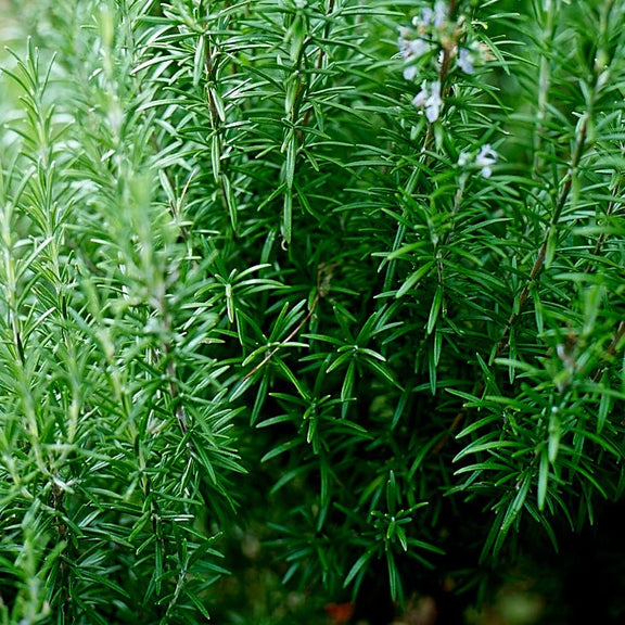 Australian gardening - rosemary bush grown from seed