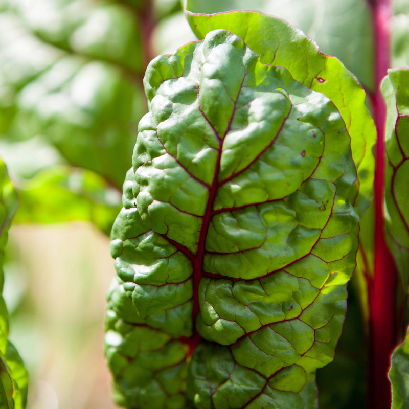 Rainbow swiss chard grown from seeds - Australian vegetable garden