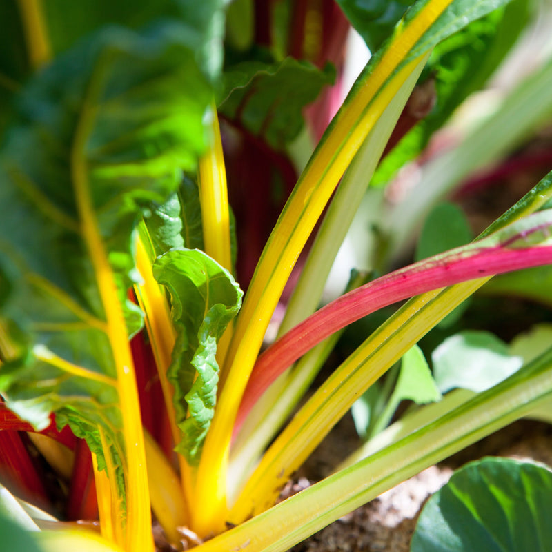 Rainbow swiss chard grown from seeds - Australian vegetable garden
