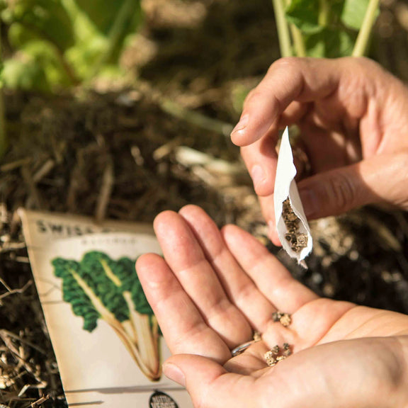 Person holding Rainbow swiss chard seeds - Australian vegetable garden