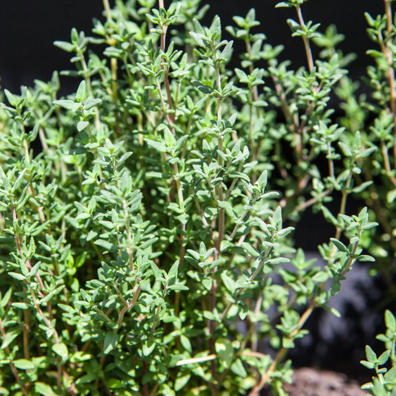 Australian garden - thyme grown from heirloom seeds