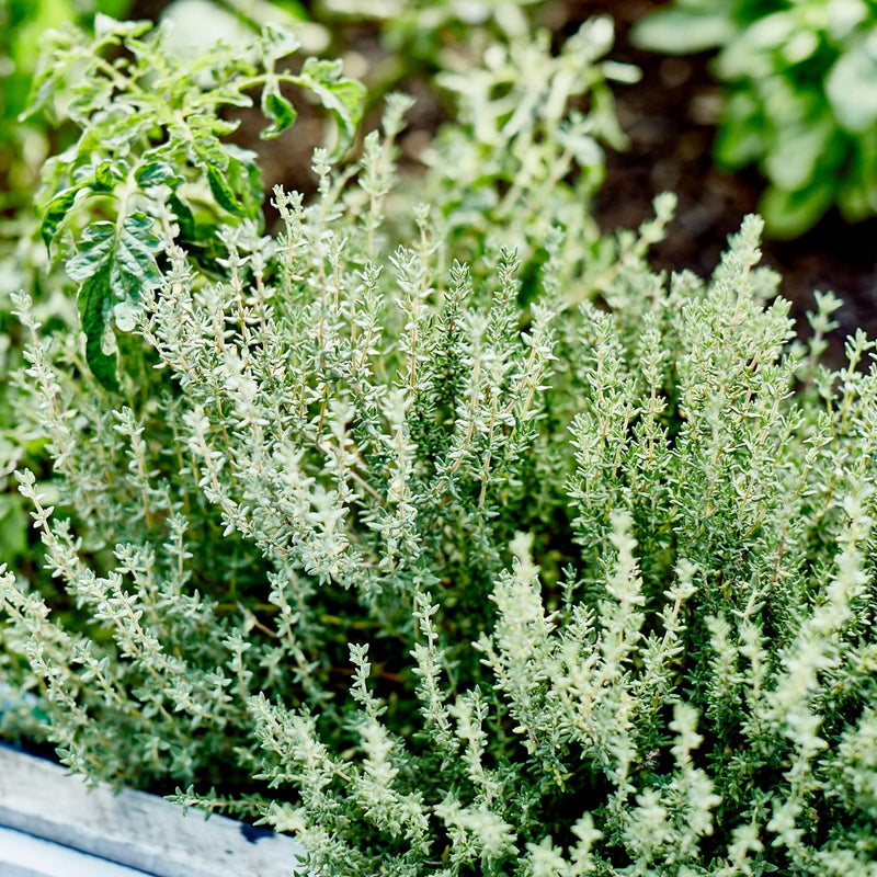 Thyme grown in Australian garden