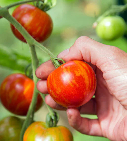 Hand holding a red and yellow striped tomato on a green plant with other tomatoes in the background.