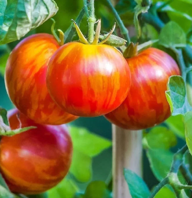 tomatoes grown from striped tomato heirloom seeds- Australian gardening