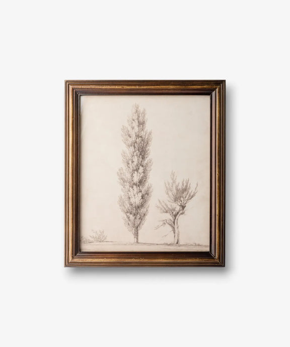 Botanical wall art with detailed poplar tree drawing in a vintage-style frame for home décor.