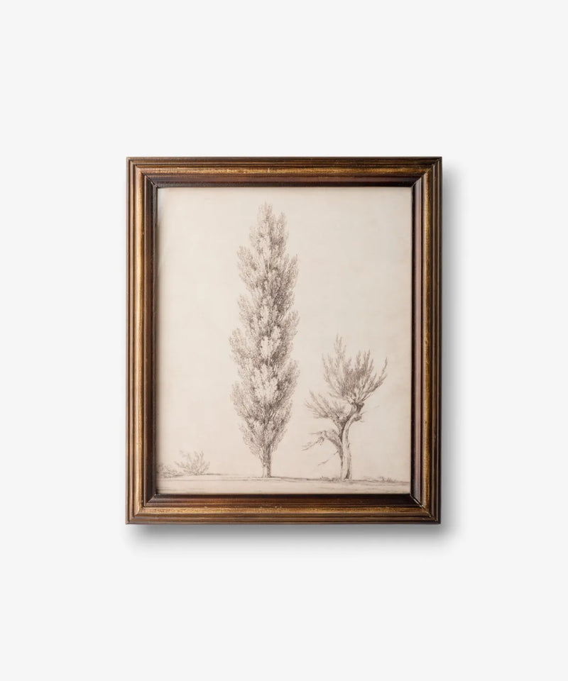 Botanical wall art with detailed poplar tree drawing in a vintage-style frame for home décor.
